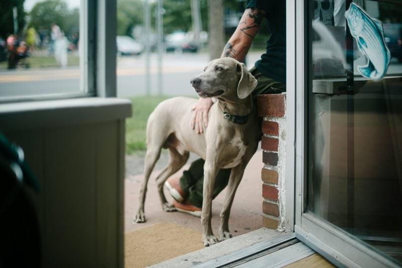Remote Veterinarian - New York image