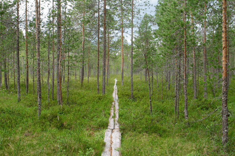 Metsätalouden ympäristöasioista vastaava kenttäpäällikkö image