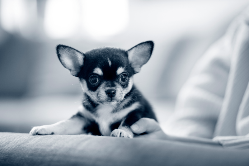 Biträdande Veterinärchef till Västra Djursjukhuset image