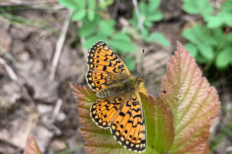 Sparebankstiftelsen DNB ­– Rådgiver Natur og friluftsliv image
