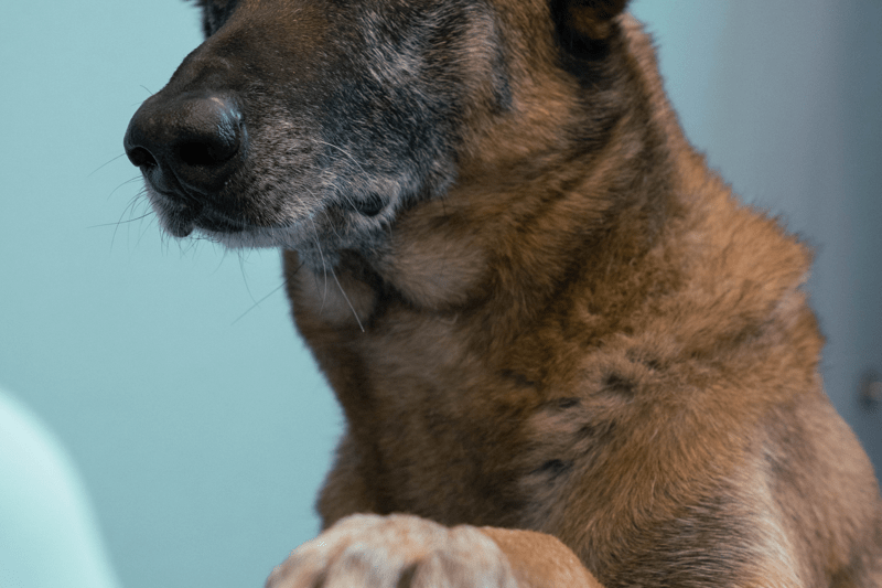 Tiermedizinische Dentalassistenz (TDA / TPA) 20-100% (w/m/d) image