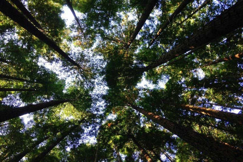 BERNER / SALES MANAGER, METSÄTEOLLISUUS image