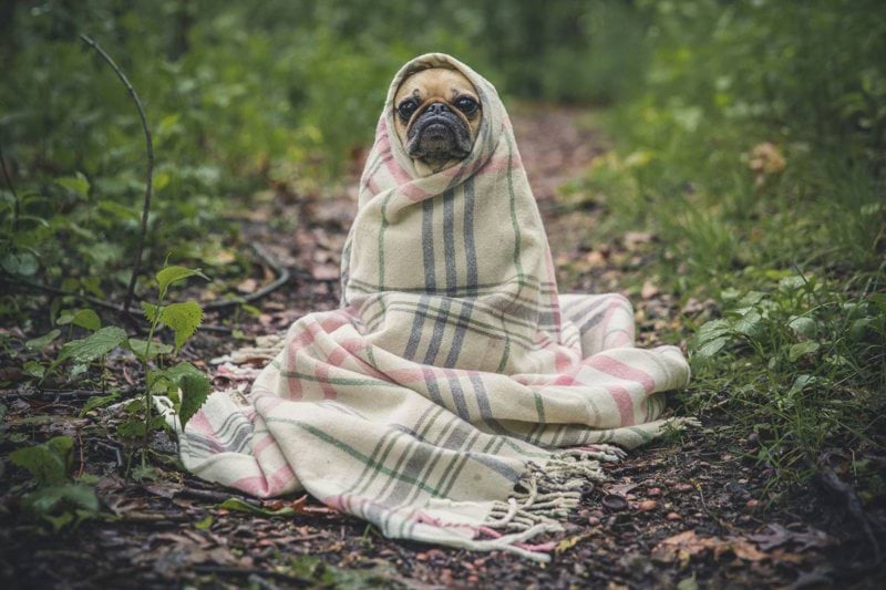 Product Sales Specialist - Pet Health image