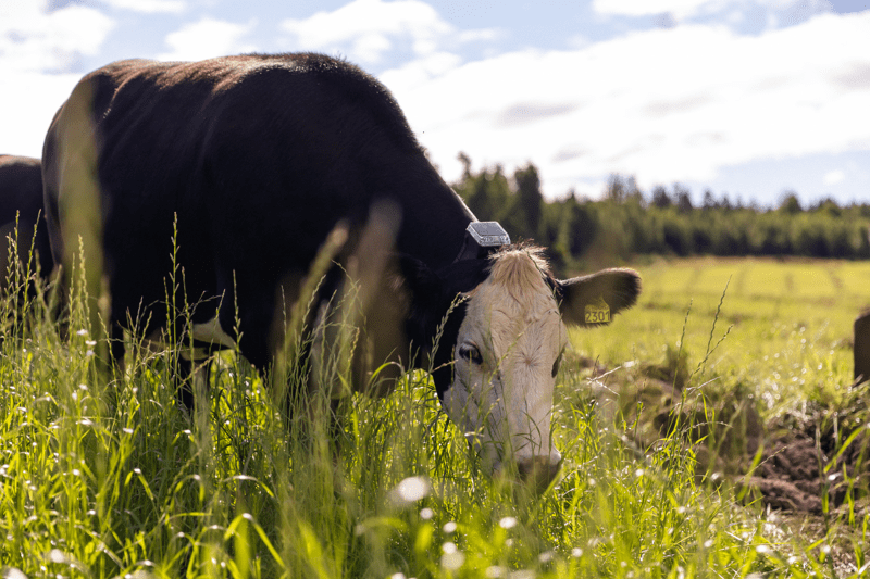 Sales Representative Sweden image