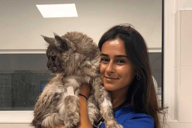 Veterinario/a Medicina Felina Clínica El Arca, A Coruña image