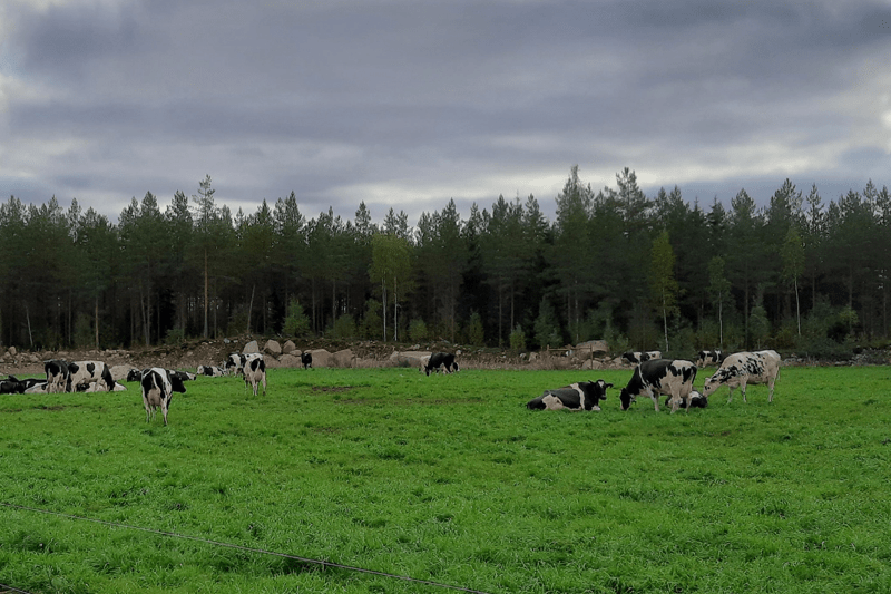 Finnmilk Oy: Karjanhoitaja image