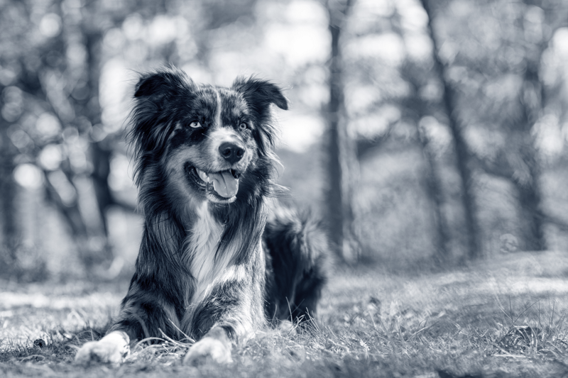 Veterinario Generalista Senior - AniCura Canis i Felis image