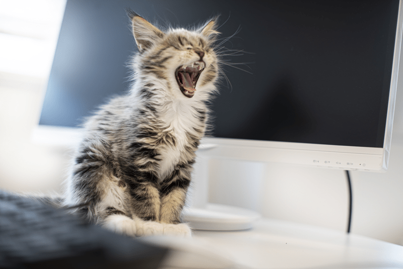 Legitimerad djursjukskötare Natt AniCura Djursjukhuset Albano image