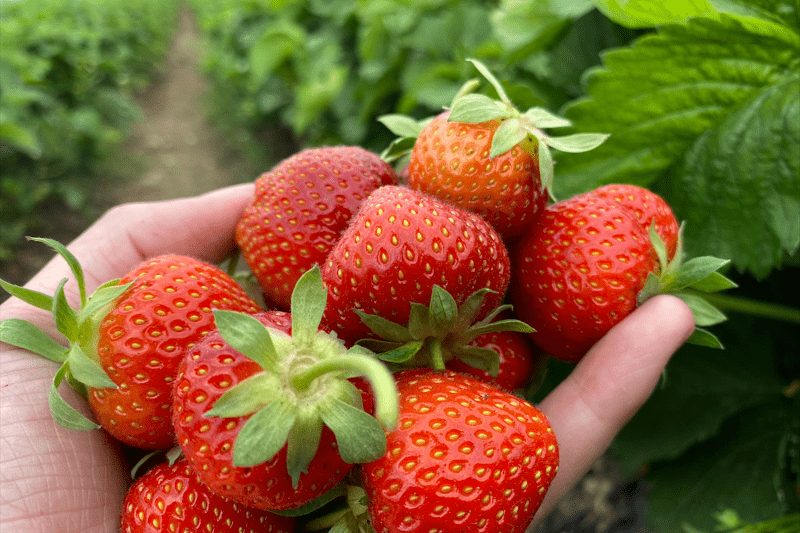 Lantbruksarbetare till Jordgubbs- & Hallonodling image