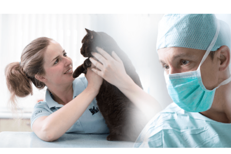 Single Code Catalog Project Manager - Italy image