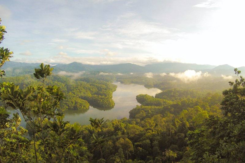 Call for Proposals: Evaluation of RFN’s Rights-Based Rainforest Management image