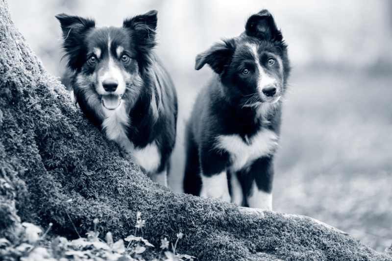 Spennende stilling som resepsjonist ved Anicura Askøy Dyreklinikk image