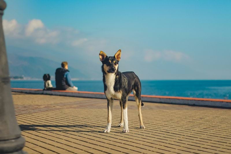 Product Sales Specialist - Pet Health - Remote image