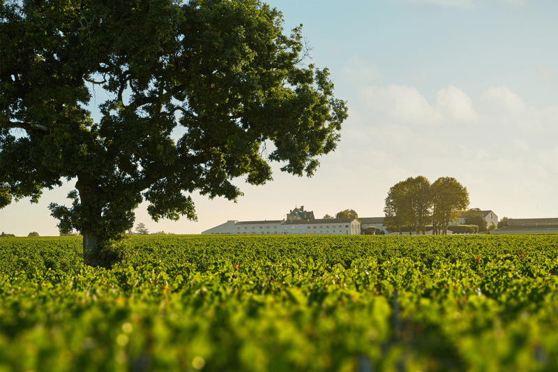 Chargé(e) d'études en Agroécologie H/F Stage 6 mois - Château Mouton Rothschild image