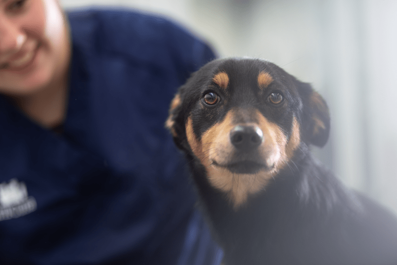 Internship Specialistico in Diagnostica per Immagini (RM) image