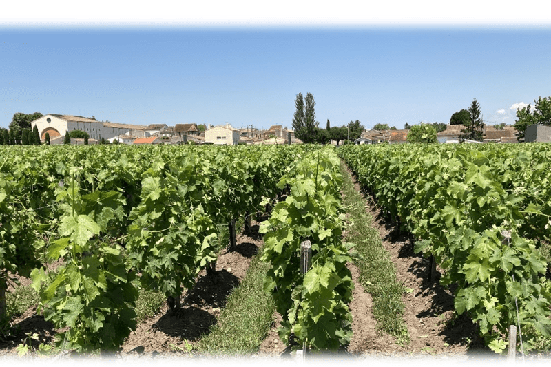 Saisonniers viticoles H/F – Avril 2024 image