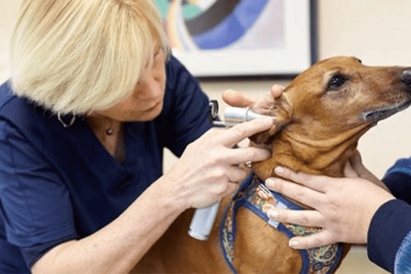 VILLEJUIF - LION D'OR - VETERINAIRE GENERALISTE EN CDI (H/F) image