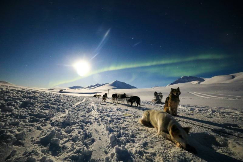 Seasonal Dog Sled Guides and Handlers in Norway,  - German Speaking image