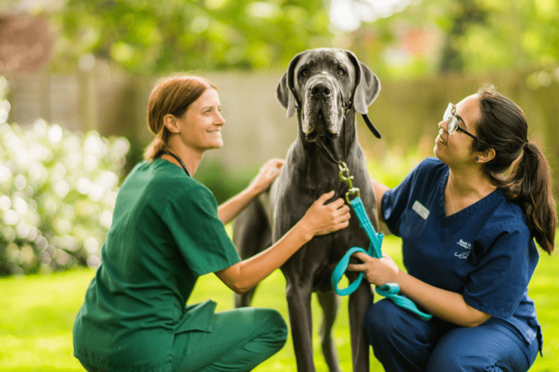 VETERINAIRE DIRECTEUR DE CLINIQUE (DDC) (H/F) image