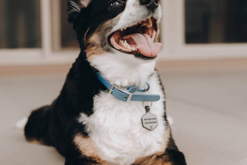 Highly skilled dog walker image