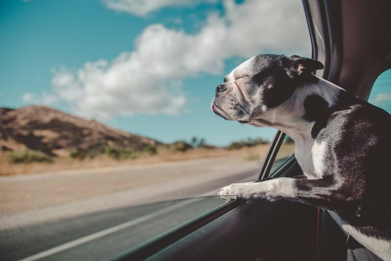 Sales Specialist - Pet Health image