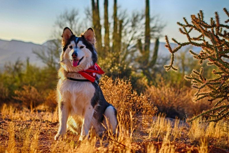 Product Specialist - Pet Health - Remote image