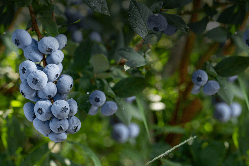 Seasonal Orchard Workers - Blueberries image