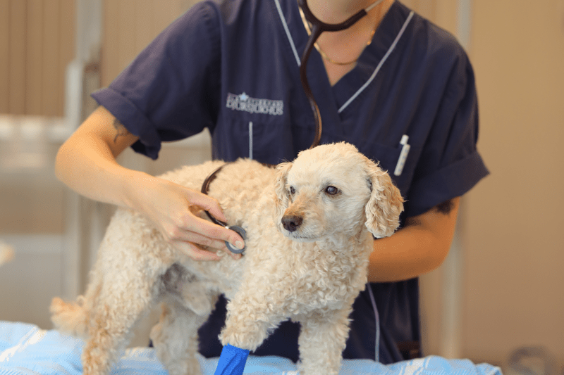 Ansvarig veterinär för tandavdelning image