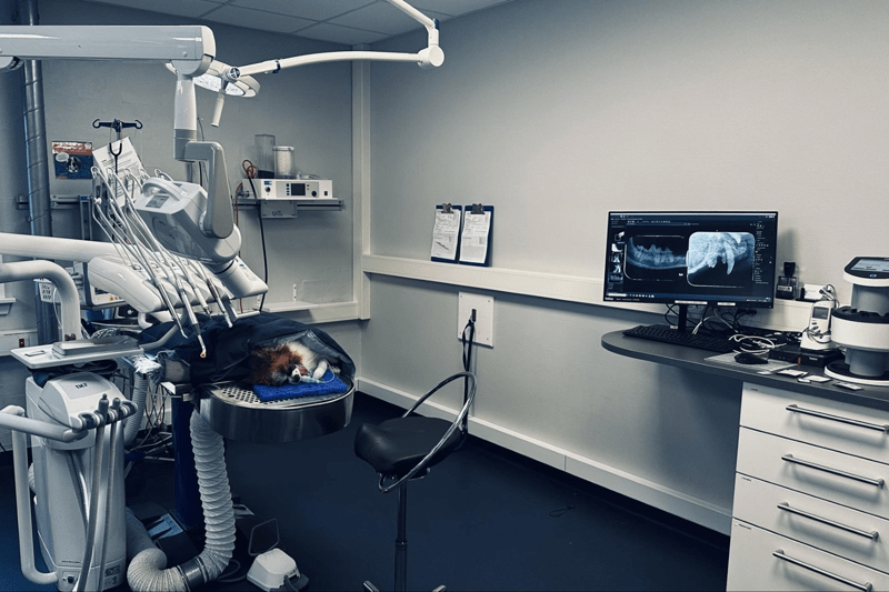 Dyrlæge med interesse for tandbehandling søges image