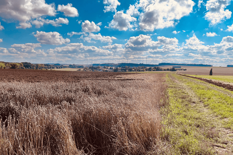 FIELD AGRONOMIST - SEED image