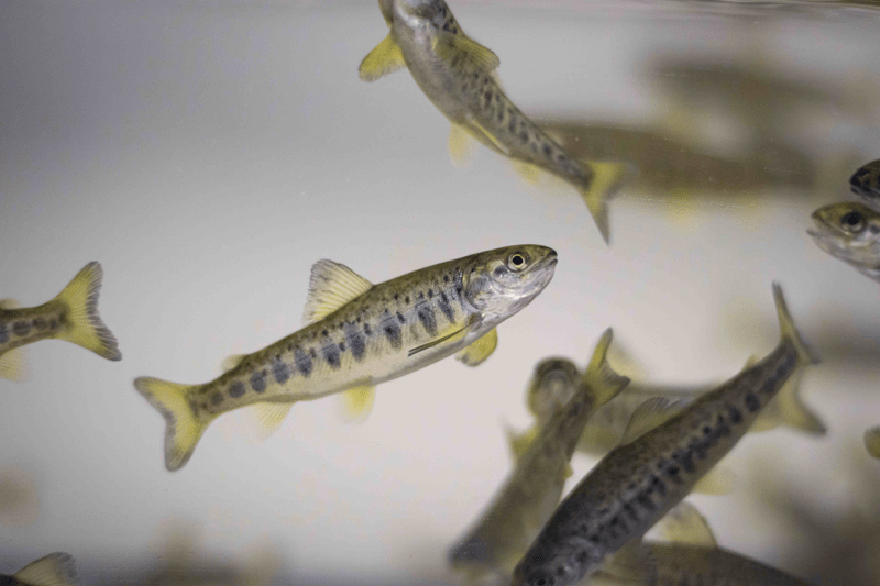 Salten Smolt - Daglig leder image