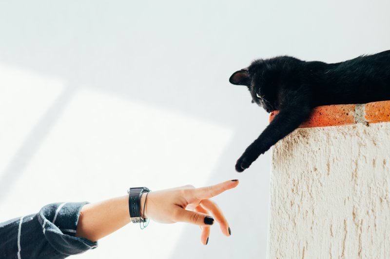 Remote Veterinarian image