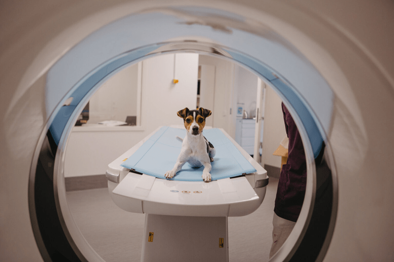 Veterinär sökes till Alingsås Djursjukhus image