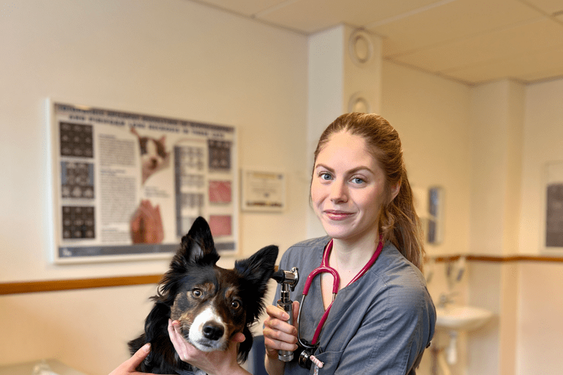 AniCura Kalmarsunds Djursjukhus söker en ny kollega till vår Rehabavdelning image