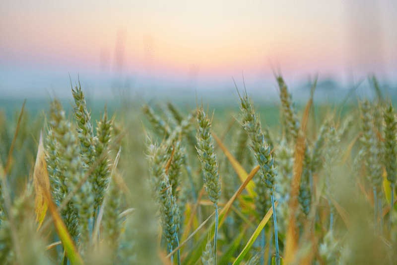 Vi söker sommarjobbare till vår spannmålsmottagning! image