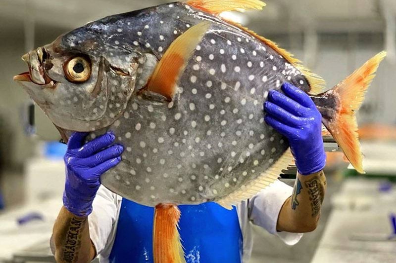 Quality Manager - Audits & Category image