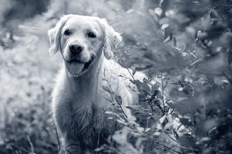 Hauswart/Allrounder 40 - 100 % (w/m/d) image