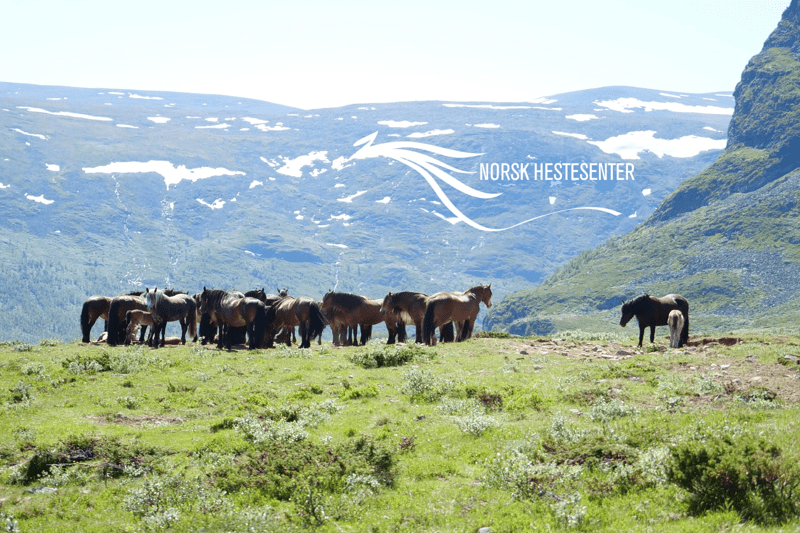 Daglig leder og rektor for Norsk Hestesenter image