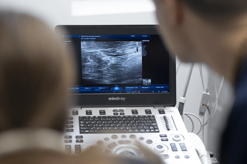 Veterinär med intresse för ultraljud till AniCura Gärdet Djurklinik image