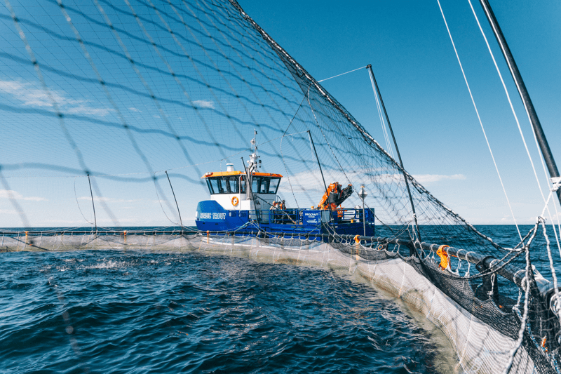 Platschef - Nordic Trout Sweden image
