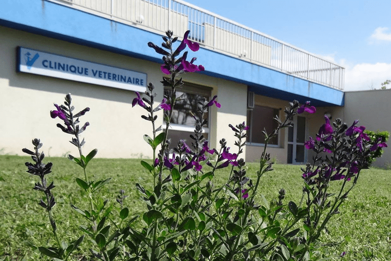 MOURS-SAINT-EUSEBE - REVOLS - VETERINAIRE (H/F) - CDD JANVIER/FEVRIER image