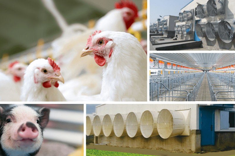 Director Climate Solutions Poultry image
