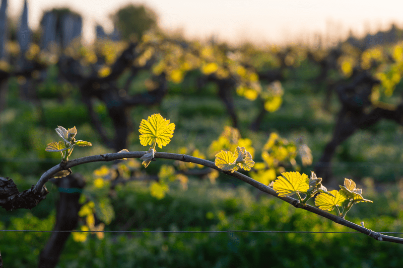 Vi söker en produktkoordinator image