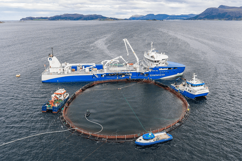 Rådgiver Fiskevelferd og Biosikkerhet image