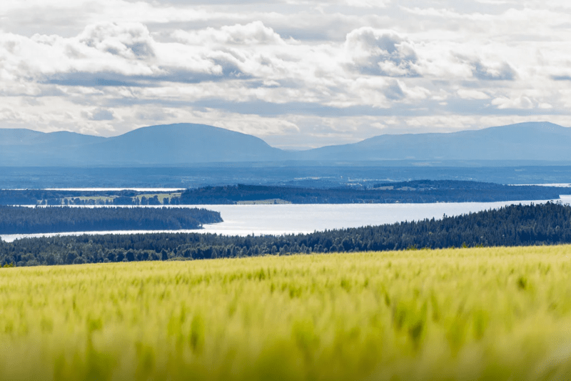 Leg. djursjukskötare till Veterinären på Söder i Östersund image