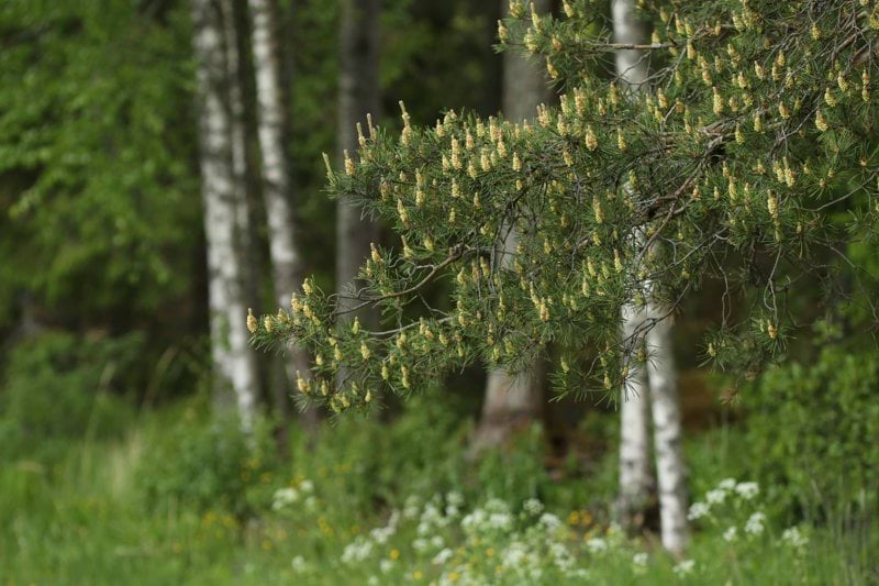 Lähihoitaja - Jämsän ikääntyneiden palvelut image