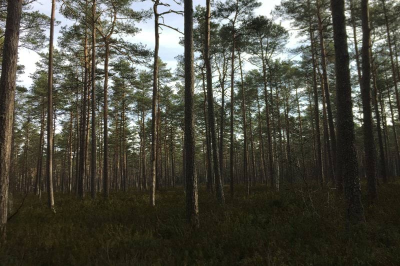 Driftingenjör inom parkskötsel till kommun i Stockholm! image