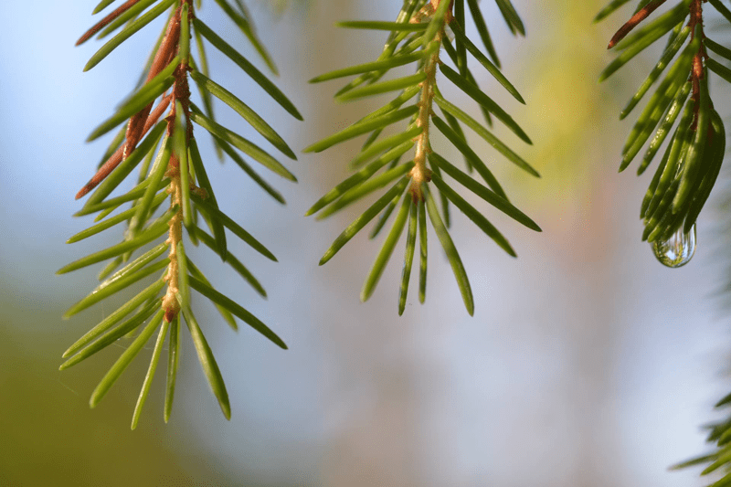 HR Business Partner till Setra image