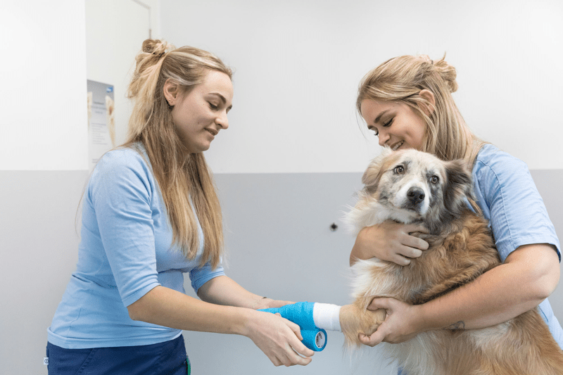 Dierenarts – AniCura Anthemis image