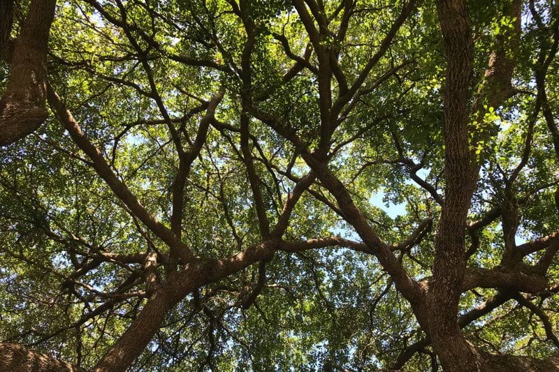 Grimpeur Elagueur -  H/F image